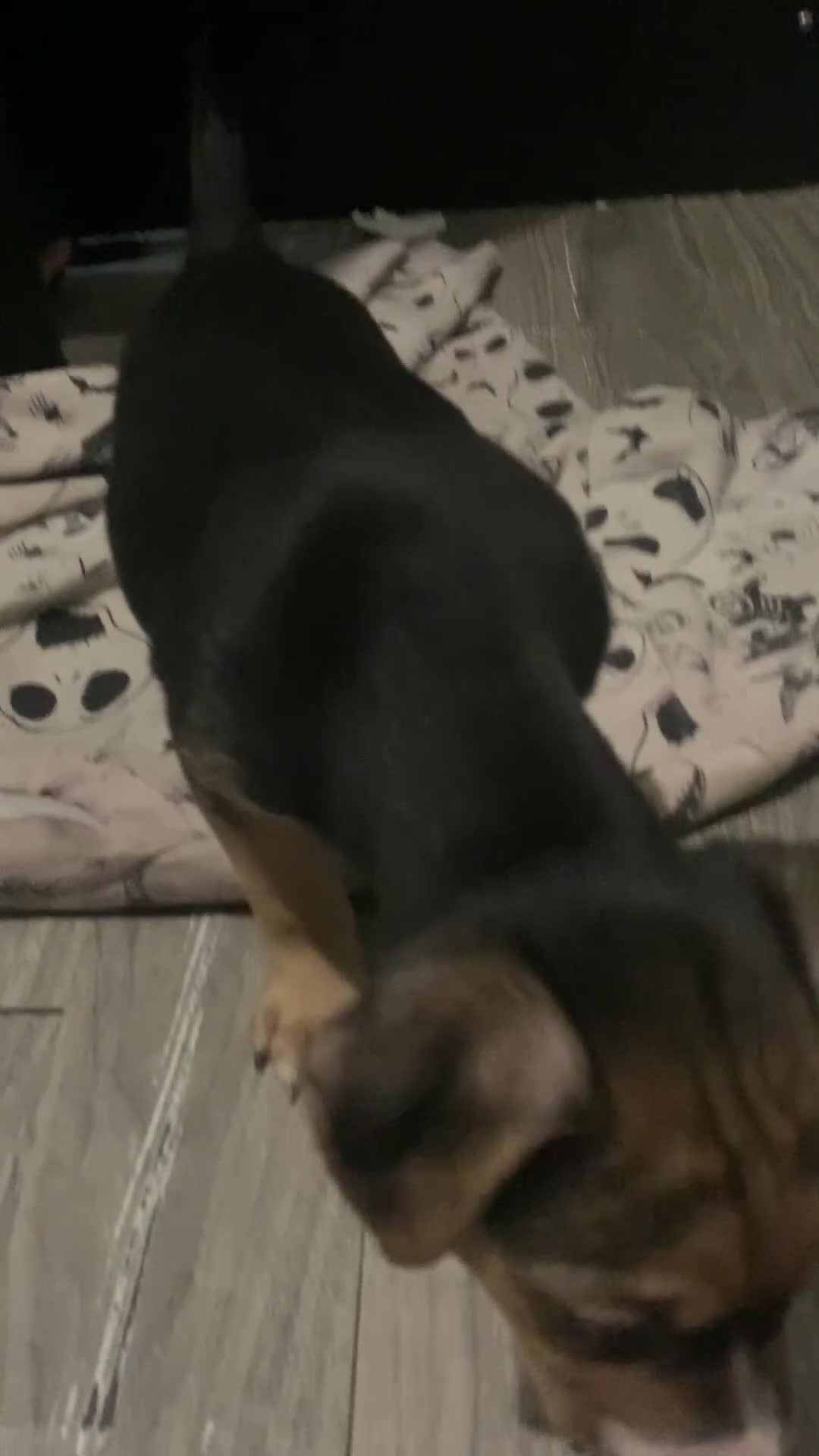 Mixed Breed dogs for sale: Aurora - Video 1