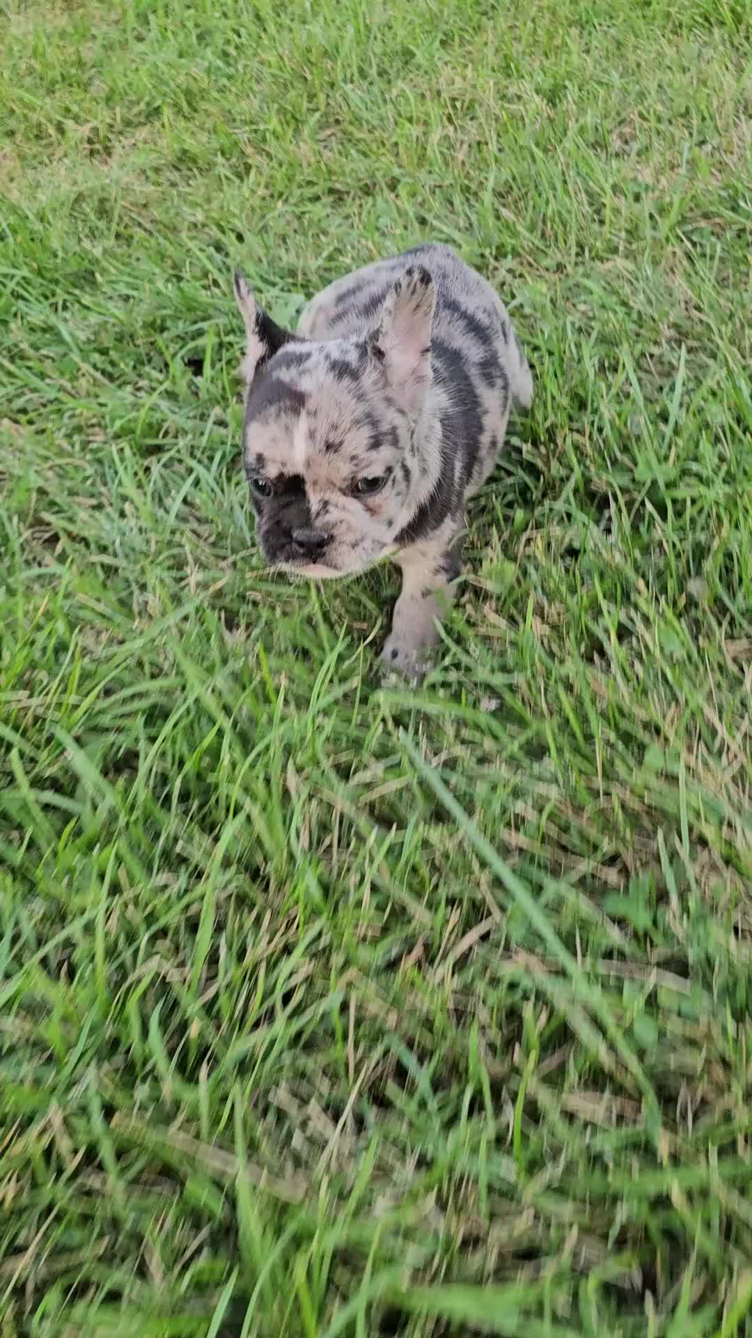 French Bulldog dogs for sale: French Bulldog 1 - Video 2
