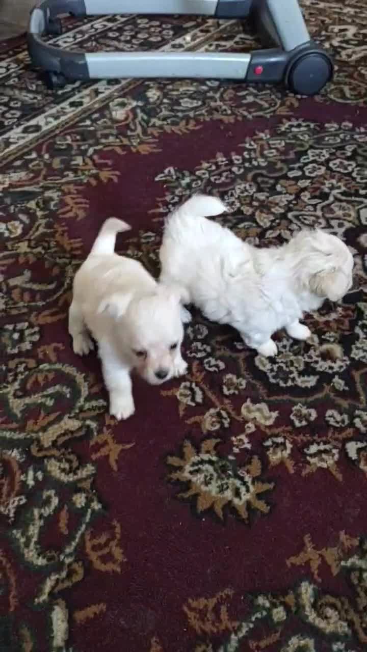 Chipoo dogs for sale: Chipoo Puppy 1 - Video 1