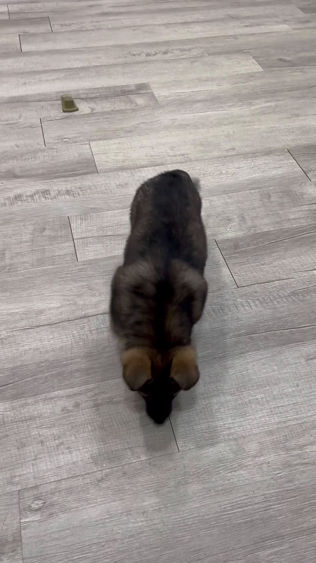 German Shepherd dogs for sale: Bella - Video 1