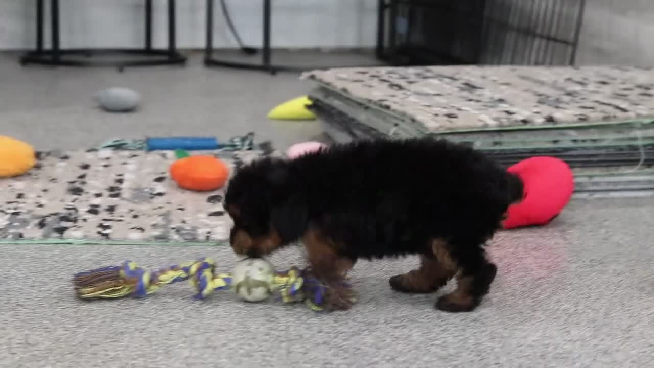 Cavapoo dogs for sale: Callie - Video 1