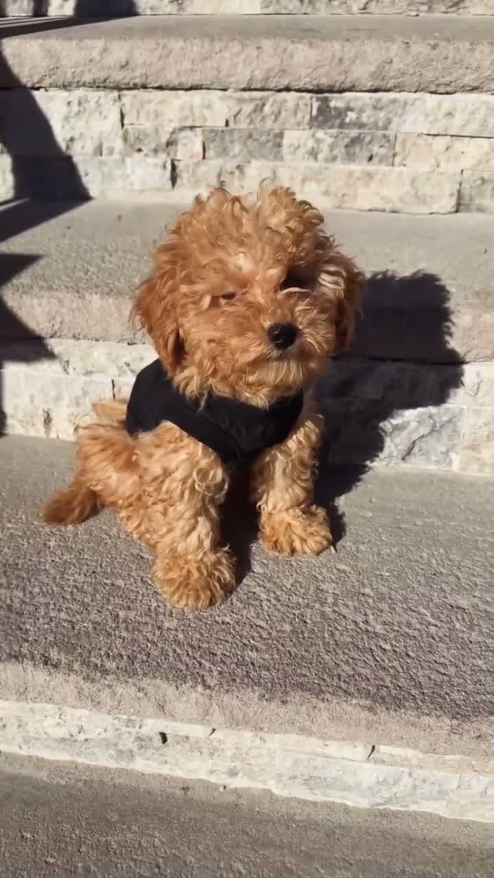 Toy Poodle dogs for sale: Teddy bear  - Video 1