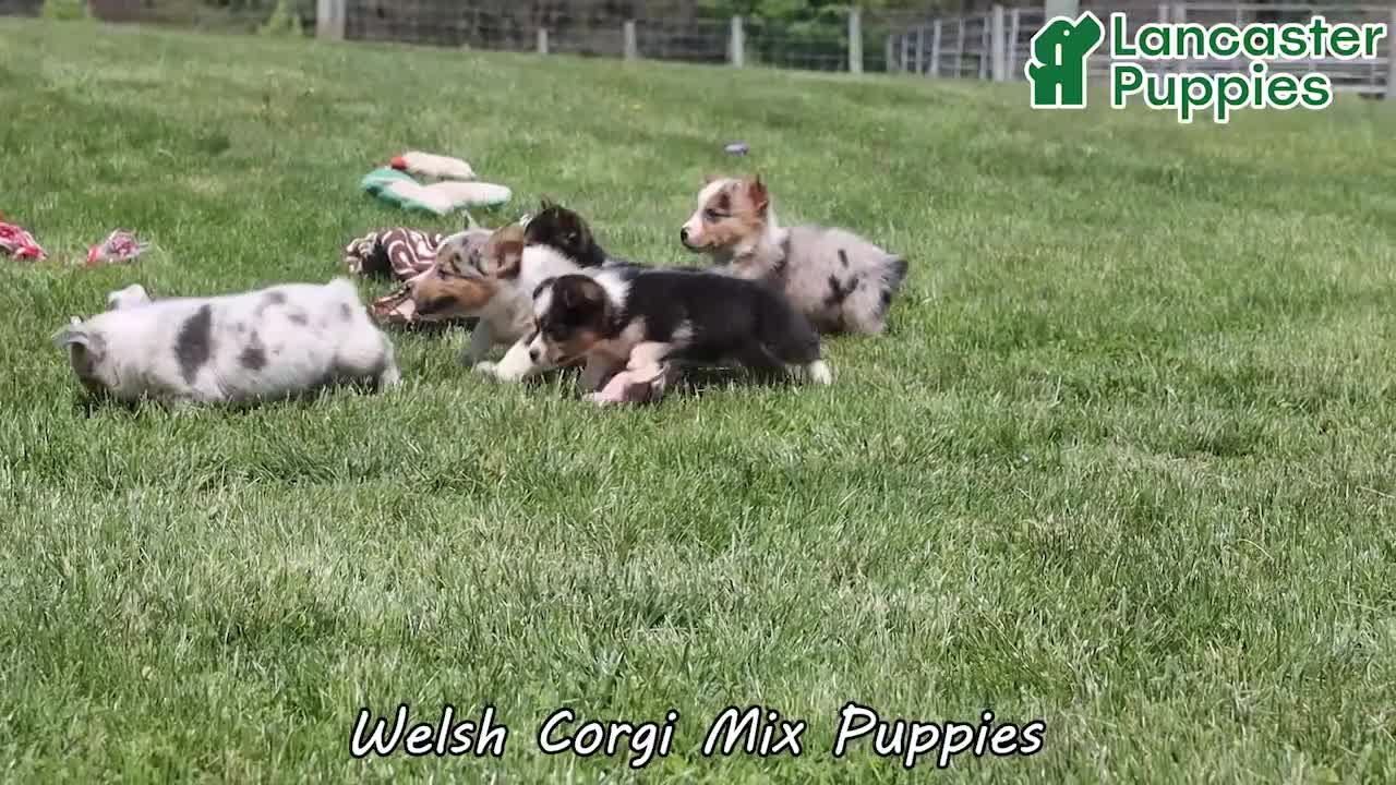 Mixed Breed dogs for sale: Skippy - Video 1