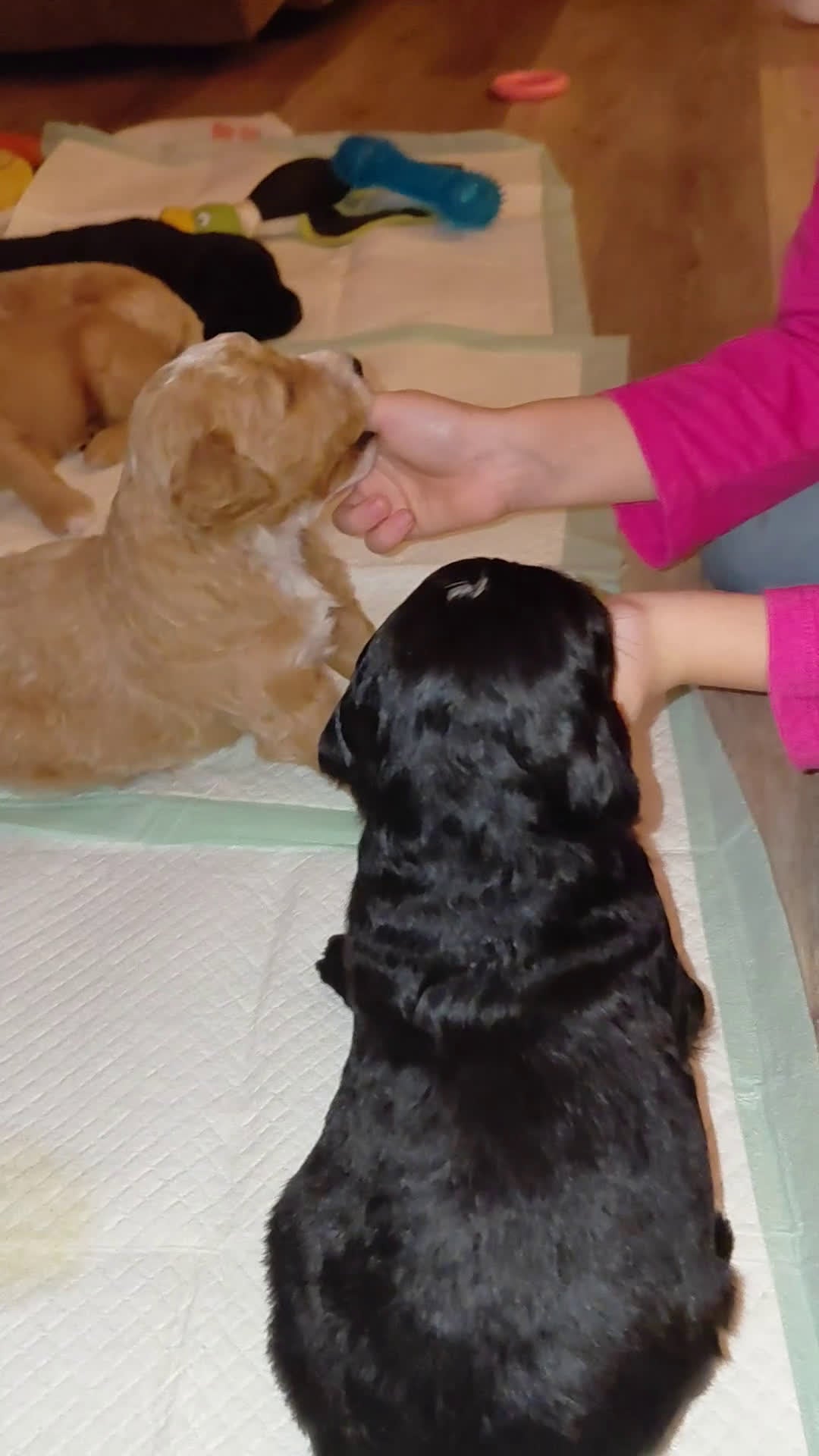 Mini Goldendoodle dogs for sale: Mini-Goldendoodle Puppy 1 - Video 1