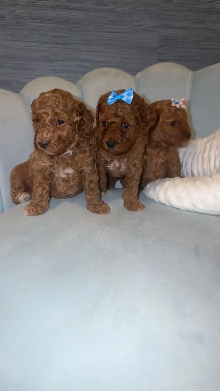 Mini Goldendoodle dogs for sale: Mini Goldendoodle Puppy 2 - Video 2