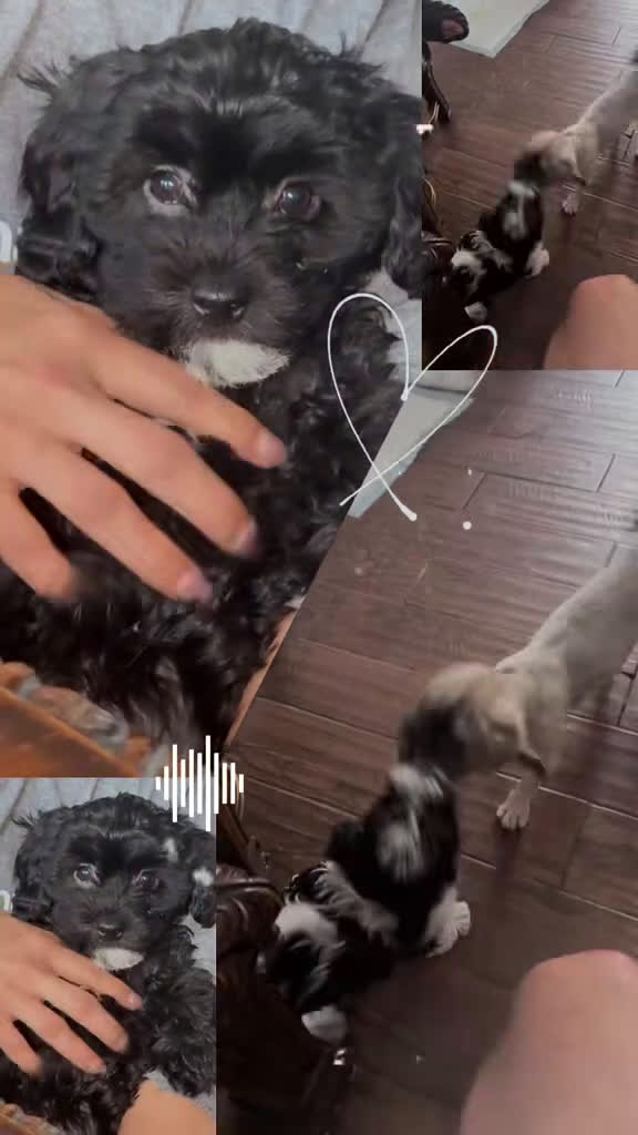 Mixed Breed dogs for sale: Noir  - Video 1