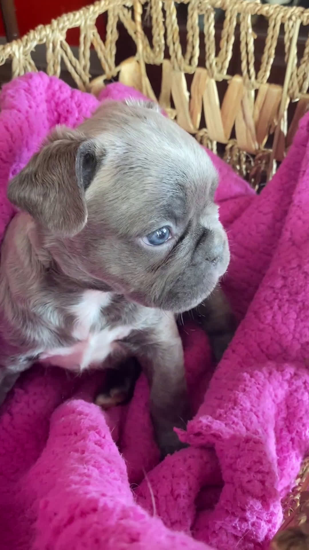 French Bulldog dogs for sale: French Bulldog Puppy 5 - Video 1