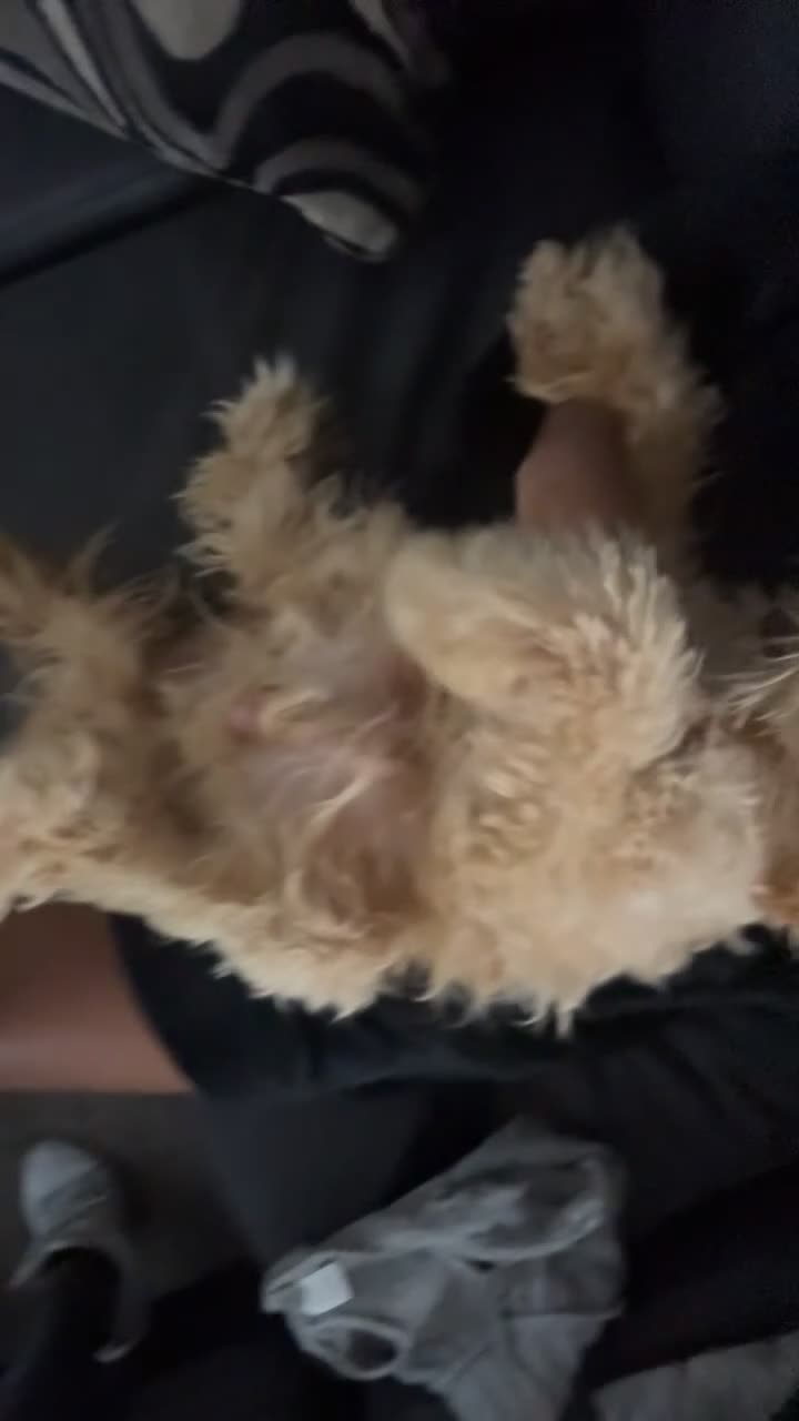 Maltipoo dogs for sale: Maltipoo Puppy 1 - Video 2