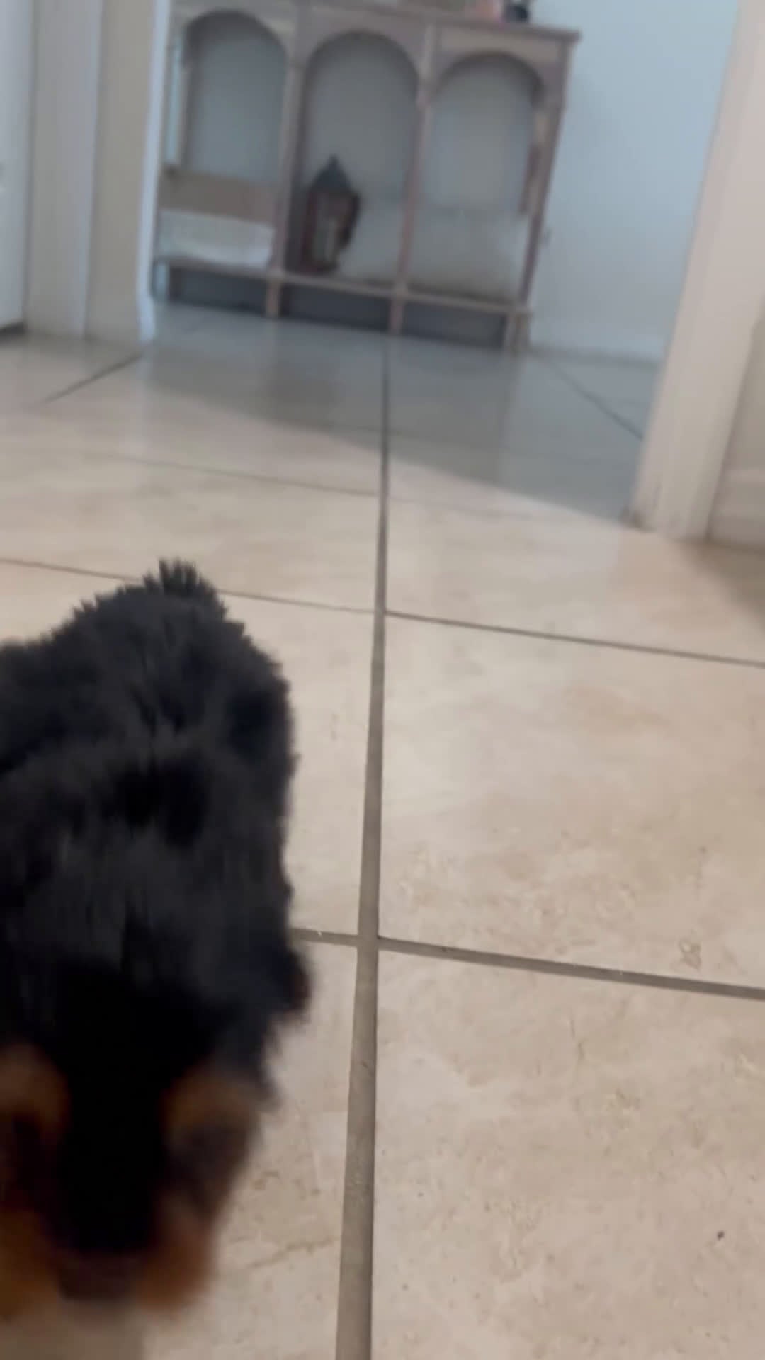 Yorkshire Terrier dogs for sale: Yorkshire Terrier Puppy 3 - Video 1