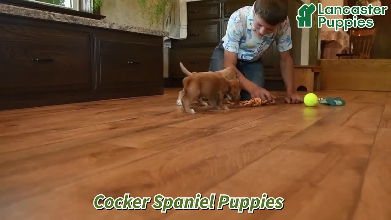 English Cocker Spaniel dogs for sale: Tina - Video 1