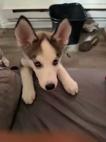 Mixed Breed dogs for sale: Mixed Breed 1 - Video 1