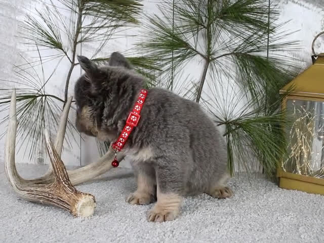 French Bulldog dogs for sale: Bentley - Video 1