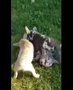French Bulldog dogs for sale: Violet - Video 1