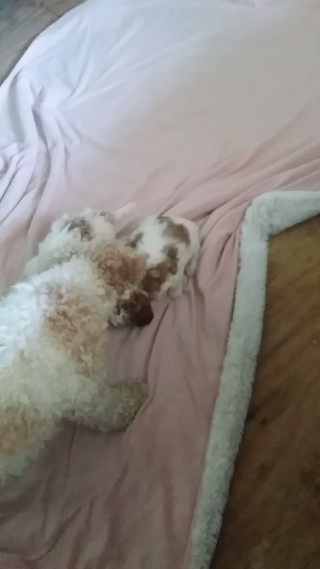 Cavapoo dogs for sale: Cavapoo 3 - Video 2
