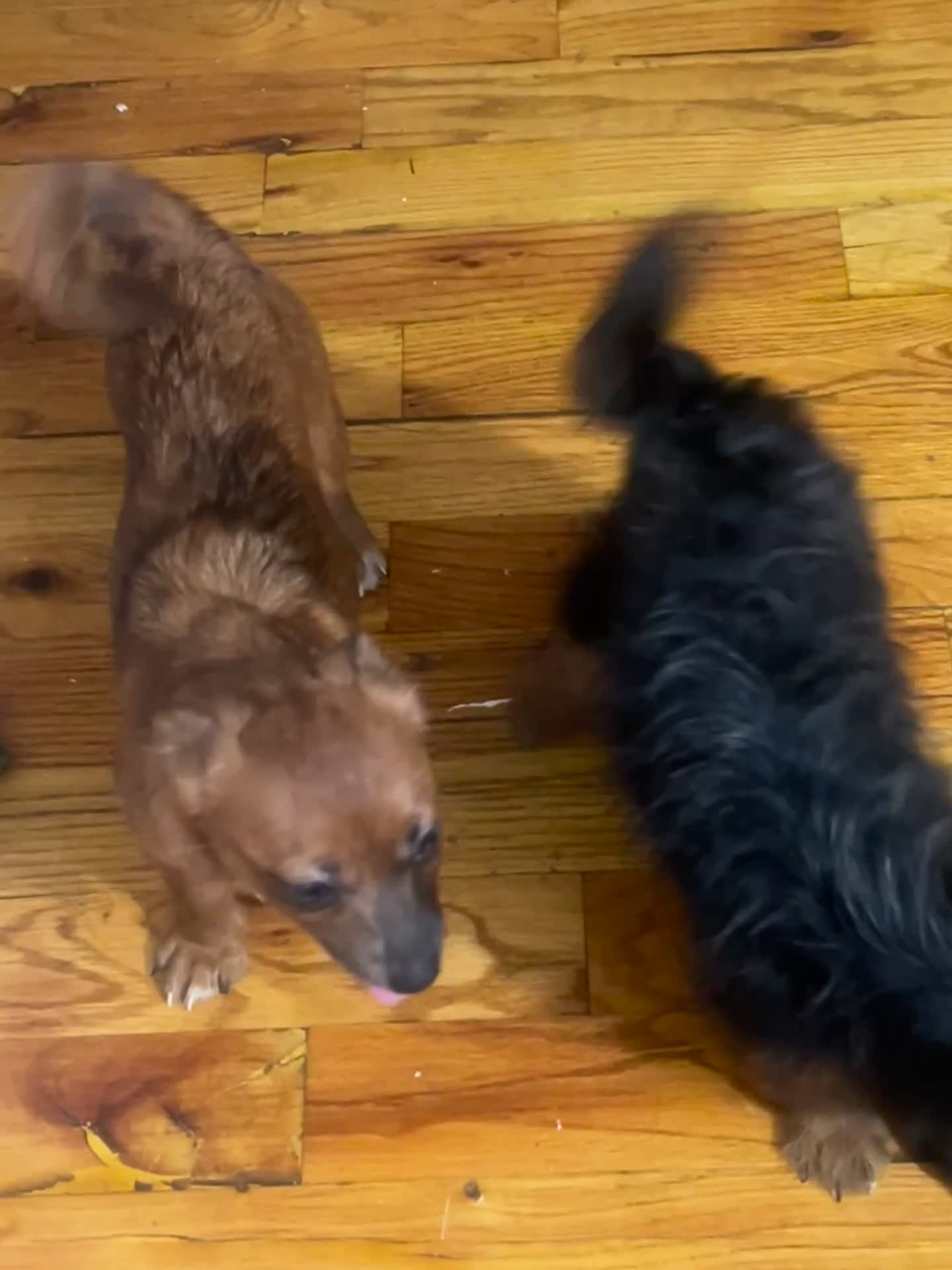 Mixed Breed dogs for sale: Joy - Video 2