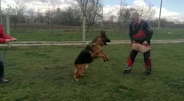 German Shepherd dogs for sale: German Shepherd Neon Collar Male - Video 1