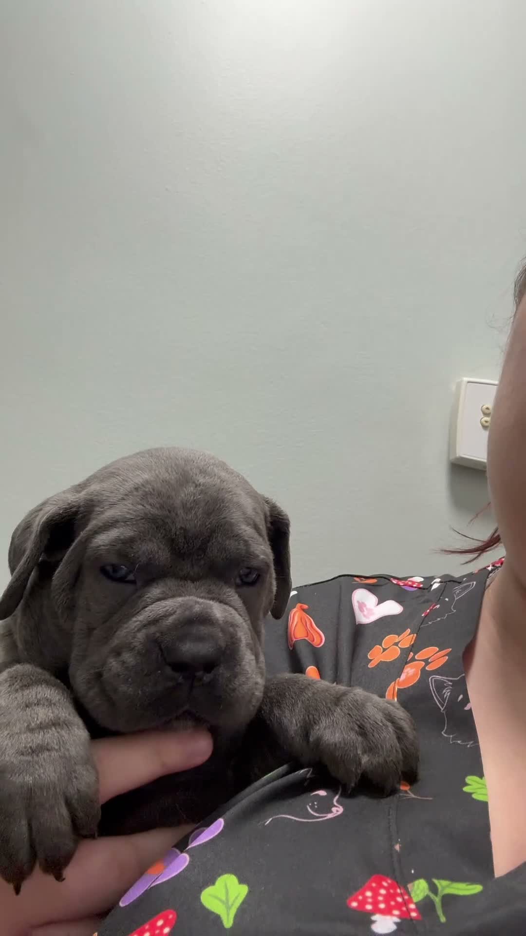 Cane Corso dogs for sale: Ruby - Video 1
