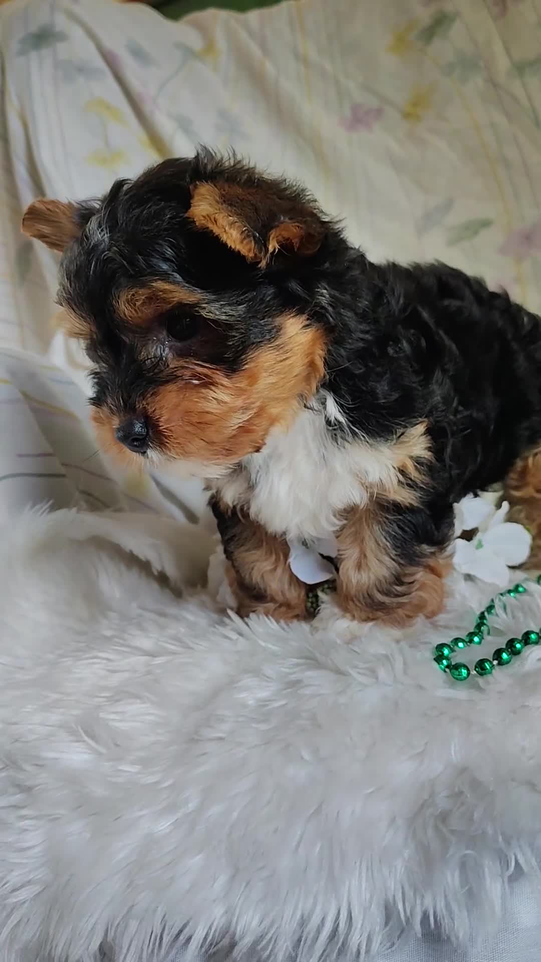 Yorkshire Terrier dogs for sale: Freddiola - Video 1