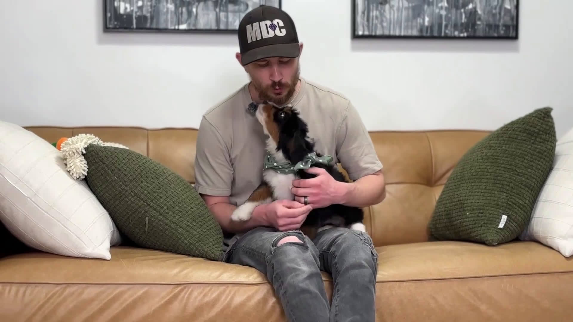 Mini Bernedoodle dogs for sale: Sparky - Video 1