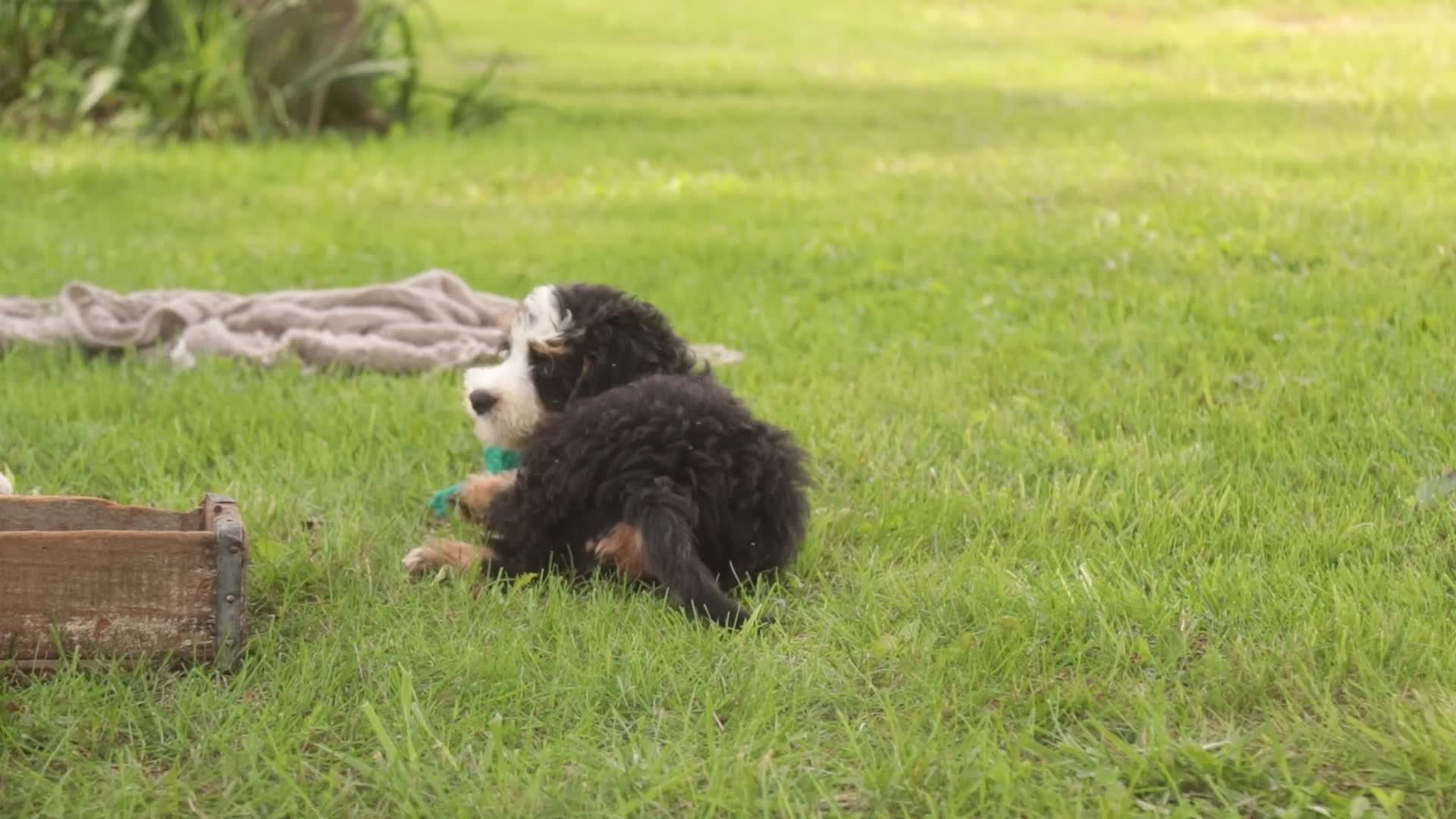 Mini Bernedoodle dogs for sale: Mooney Mini Bernedoodle  - Video 5