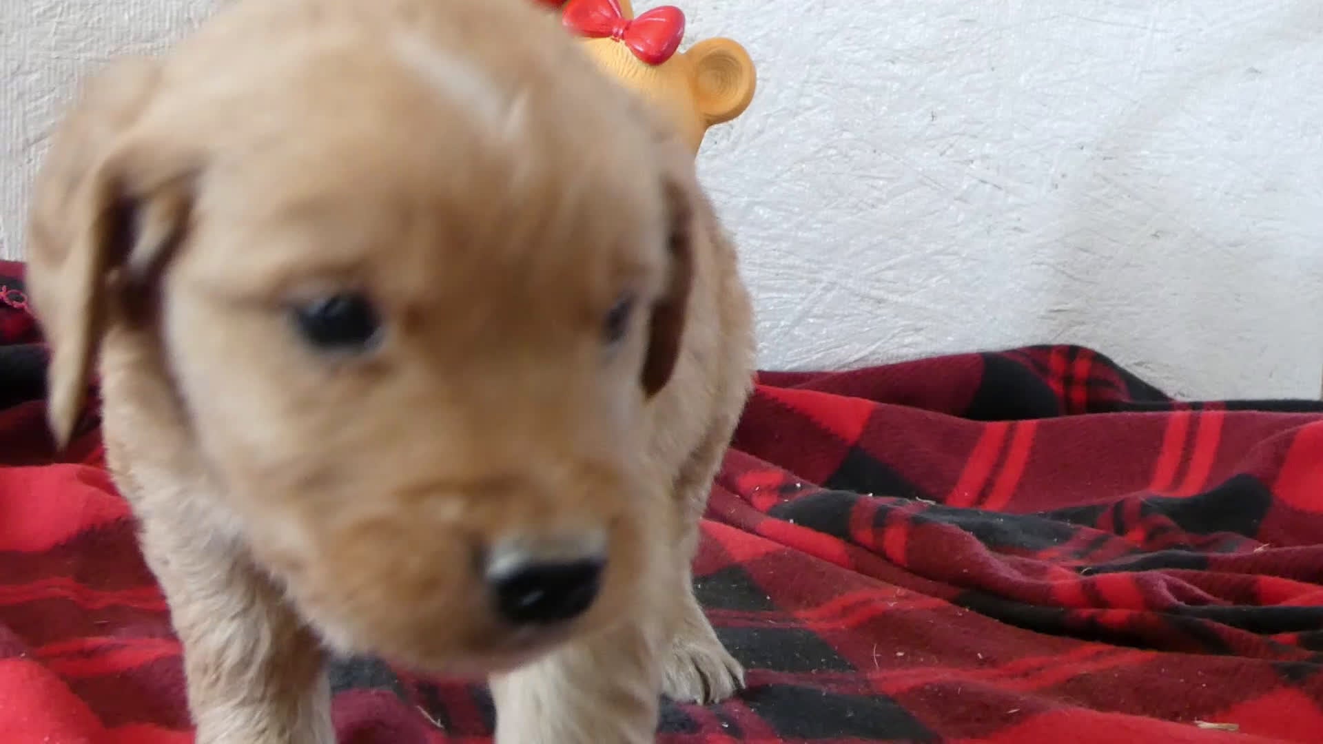 Mini Goldendoodle dogs for sale: Mini Goldendoodle Puppy 1 Ronnie - Video 1