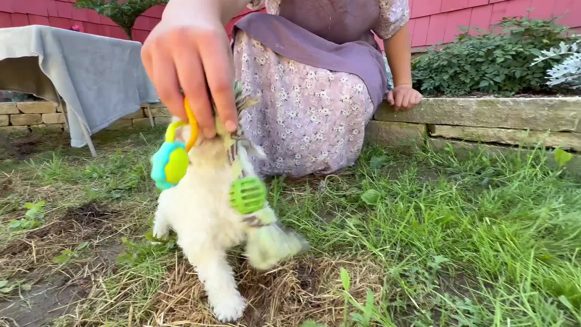 Mini Goldendoodle dogs for sale: Dixie - Video 1