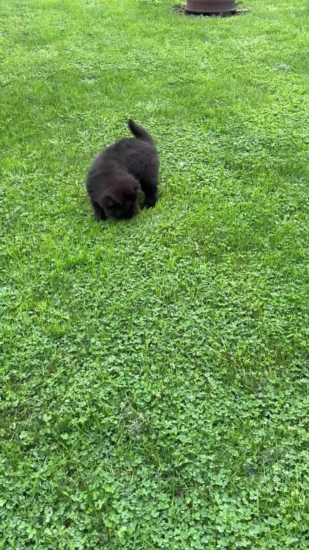 Chow Chow dogs for sale: Sunshine - Video 1