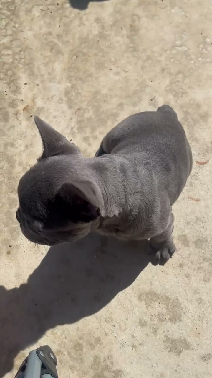 French Bulldog dogs for sale: French Bulldog 1 - Video 1
