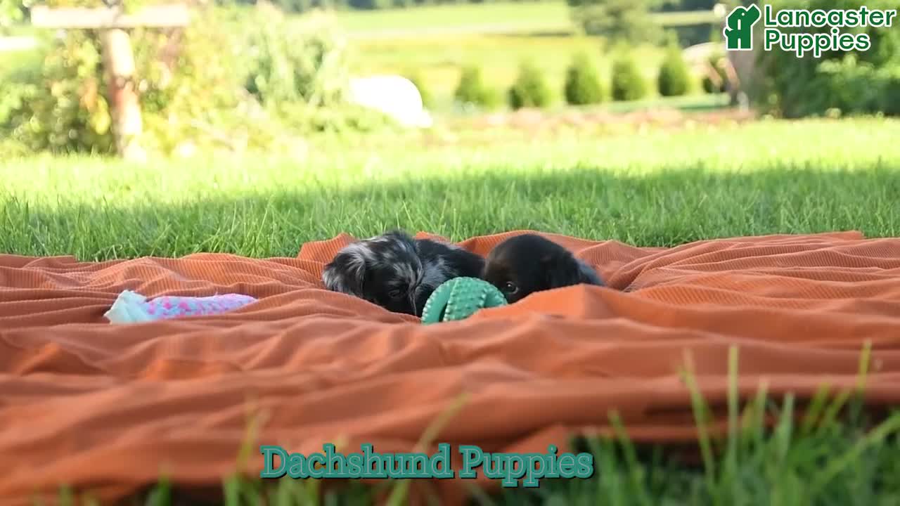 Dachshund dogs for sale: Arria - Video 1
