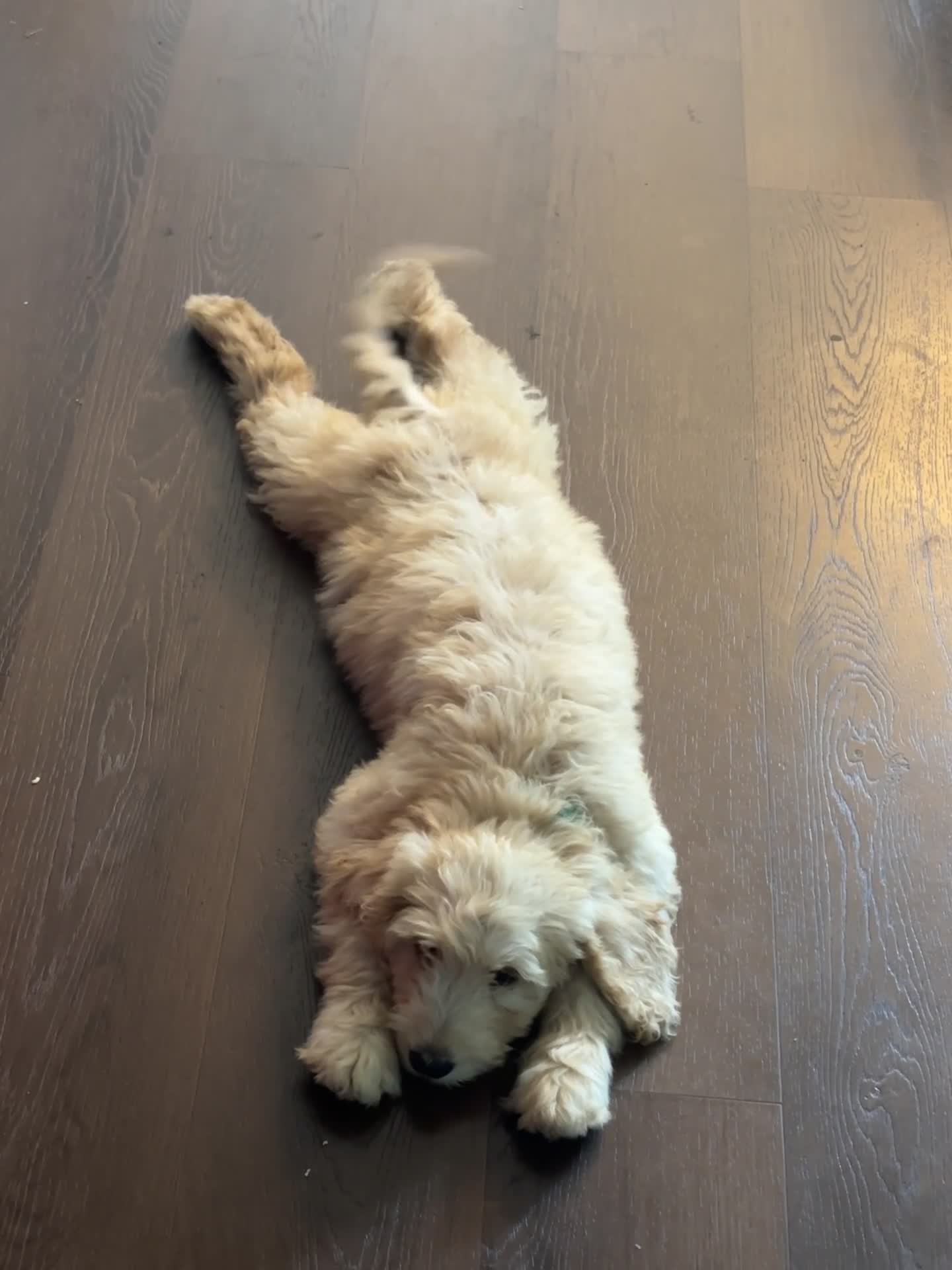 Goldendoodle dogs for sale: Hart  - Video 1