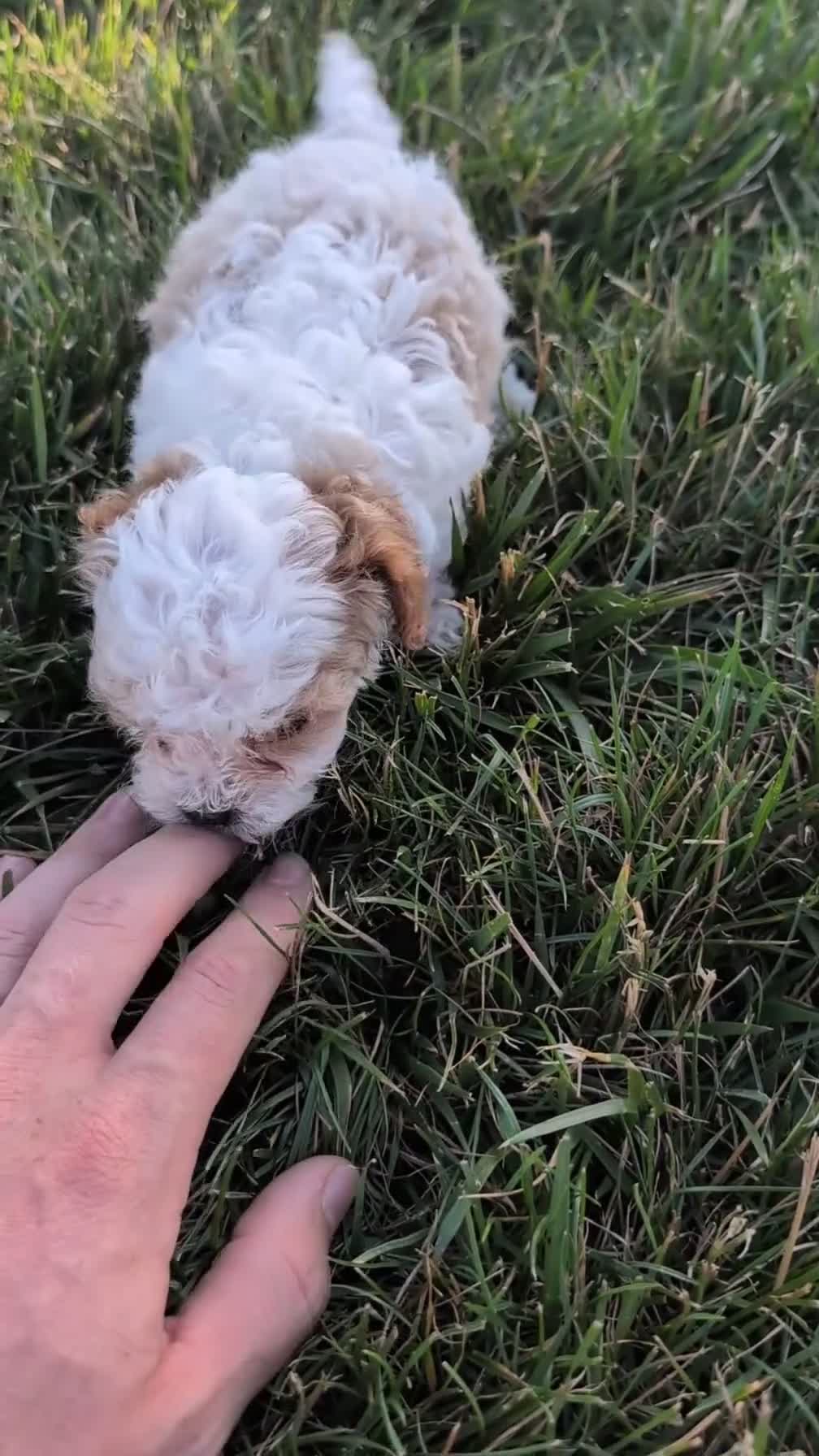 Cavapoo dogs for sale: Simba - Video 1