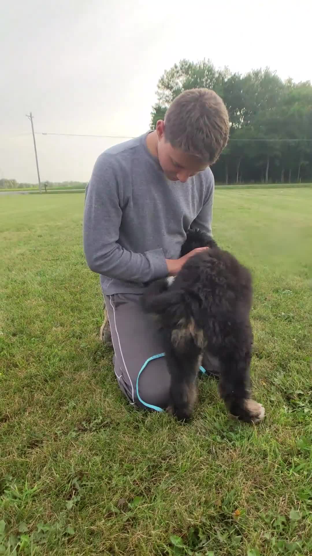 Bernedoodle dogs for sale: Coral - Video 1