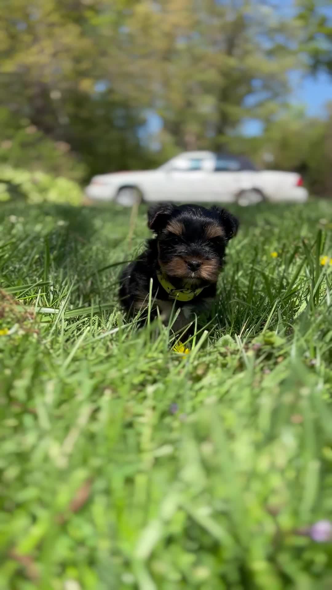 Mixed Breed dogs for sale: Mixed Breed Puppy 1 - Video 1