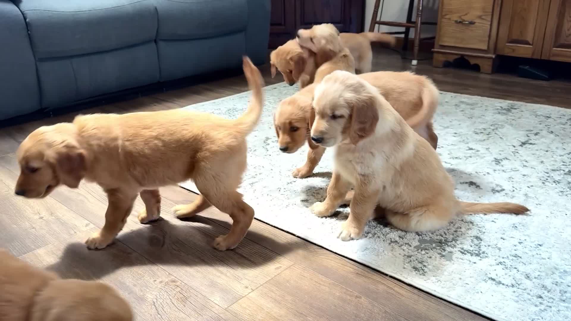 Golden Retriever dogs for sale: Violet - Video 1