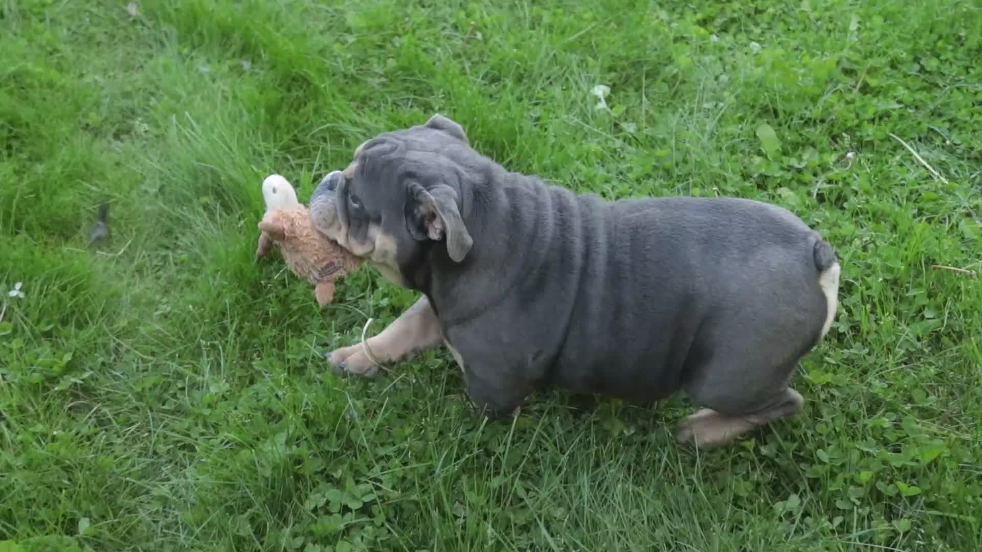 English Bulldog dogs for sale: Xena - Video 1