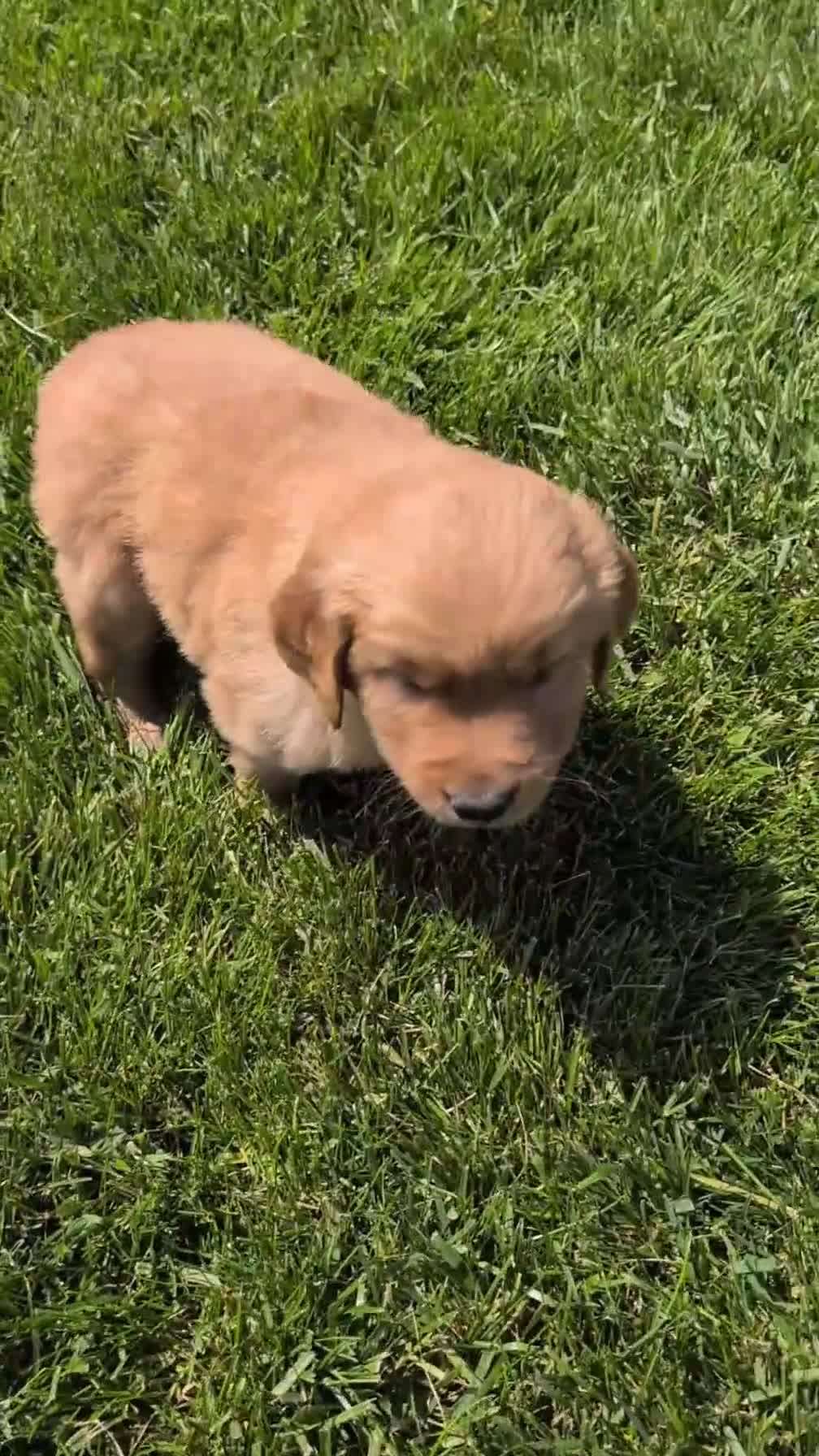 Golden Retriever dogs for sale: Chandler - Video 1