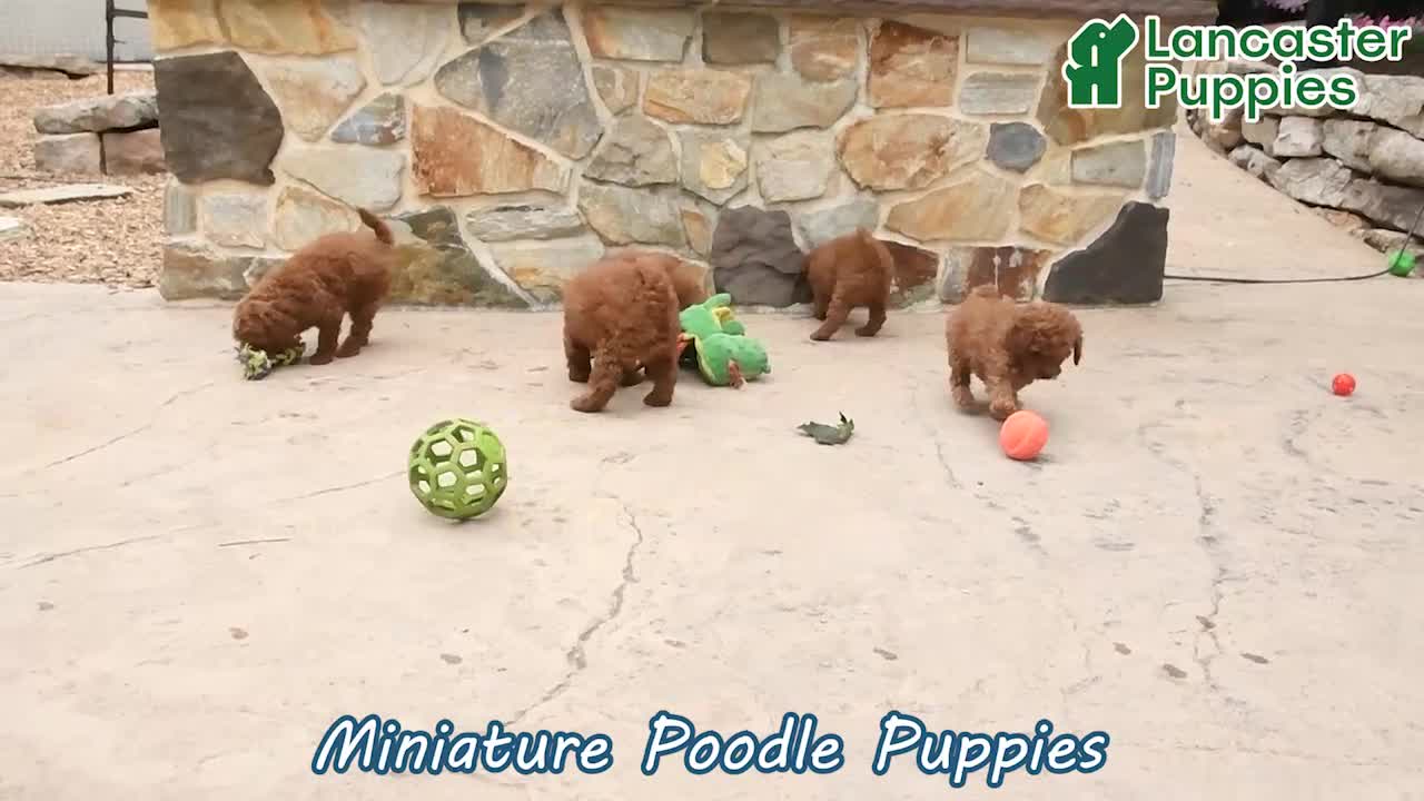 Miniature Poodle dogs for sale: Easton - Video 1
