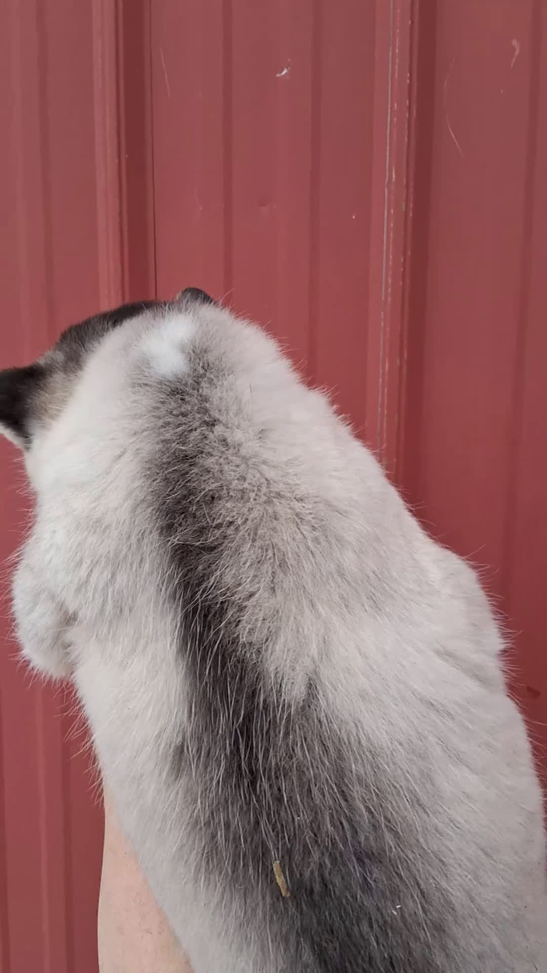 Siberian Husky dogs for sale: Maggy - Video 1