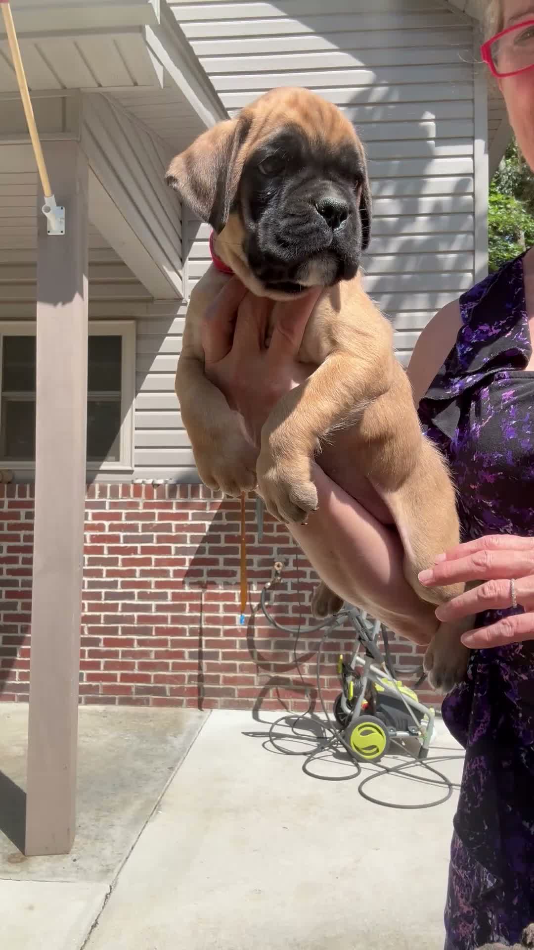 Boxer dogs for sale: Madison AKC Euro - Video 2