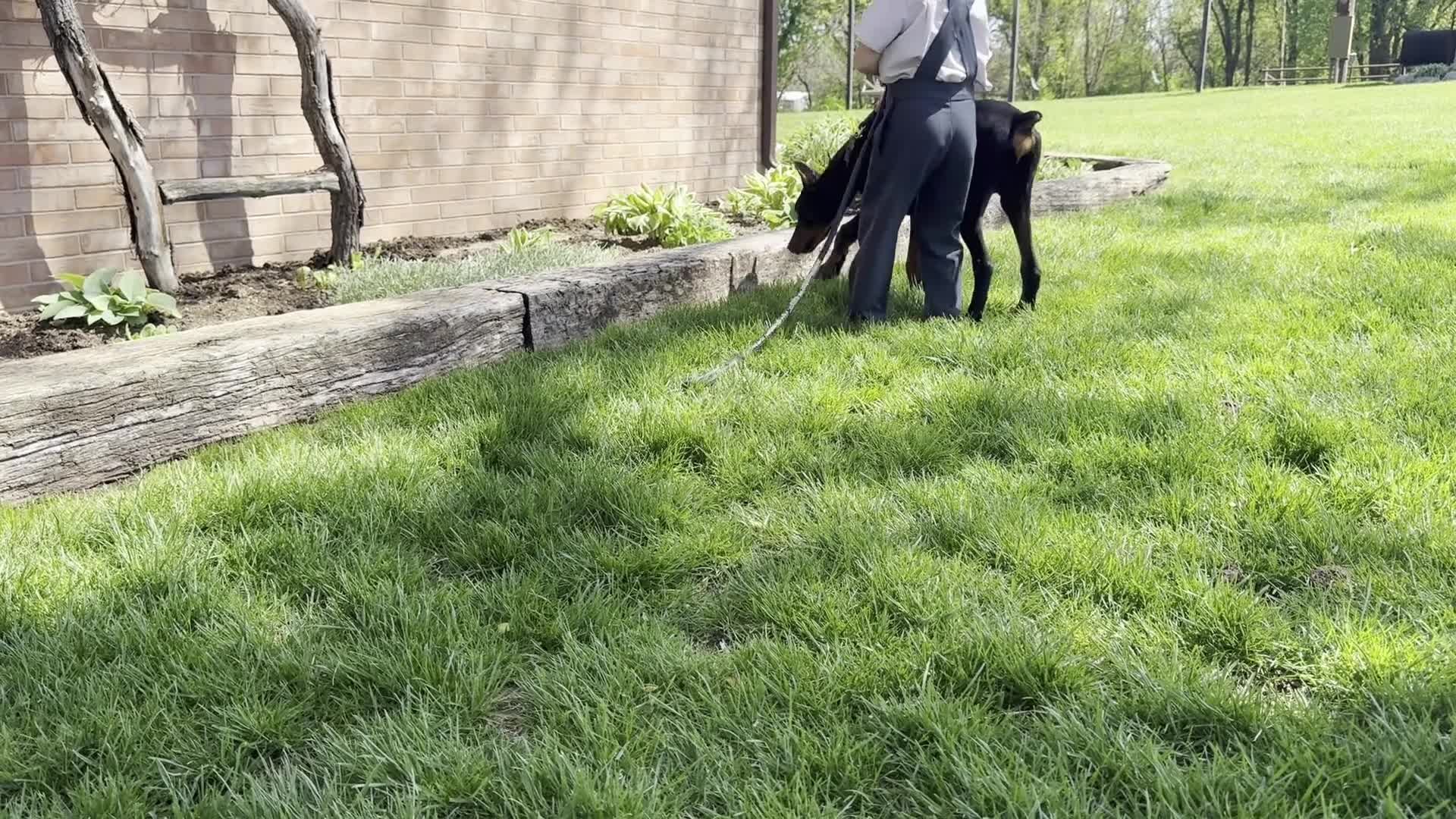 Doberman Pinscher dogs for sale: Vick - Video 1