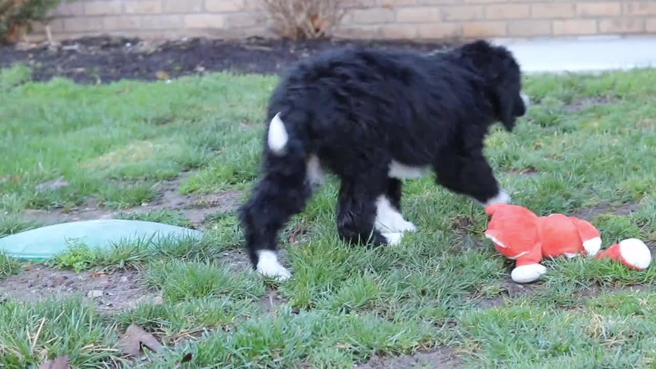 Bernedoodle dogs for sale: Eden - Video 2
