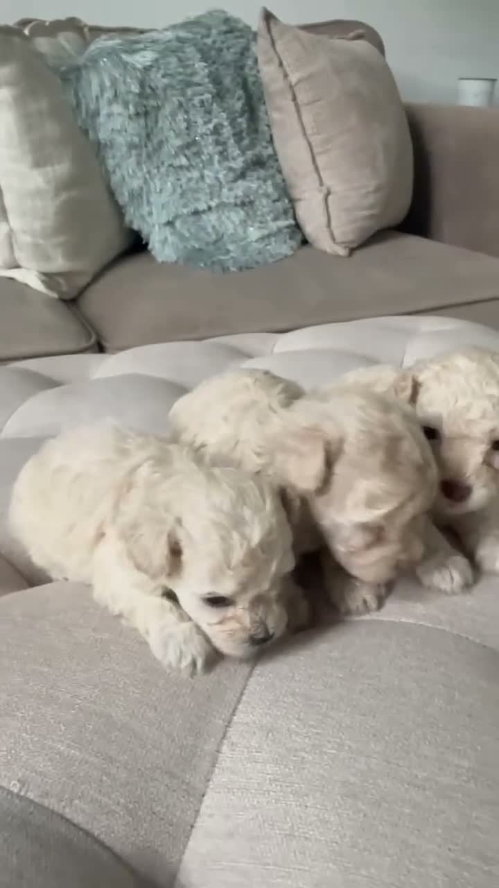 Toy Poodle dogs for sale: Toy Poodle 2 - Video 1