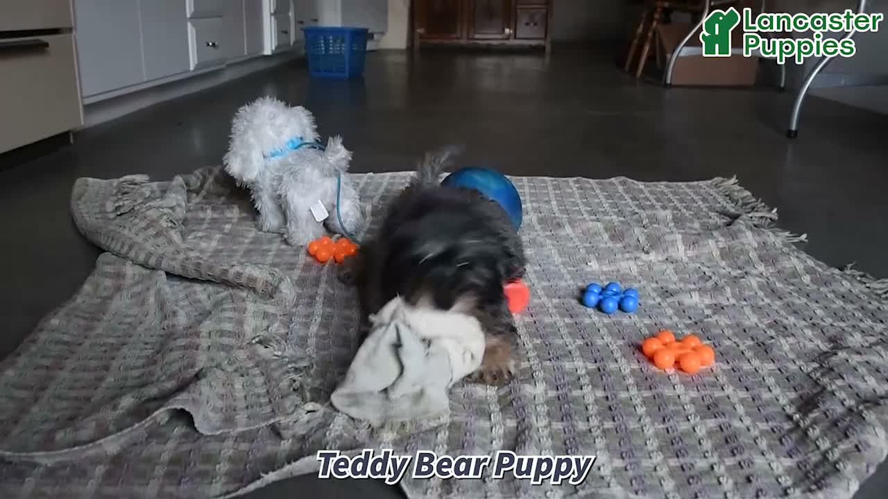 Teddy Bear dogs for sale: Jasper - Video 1