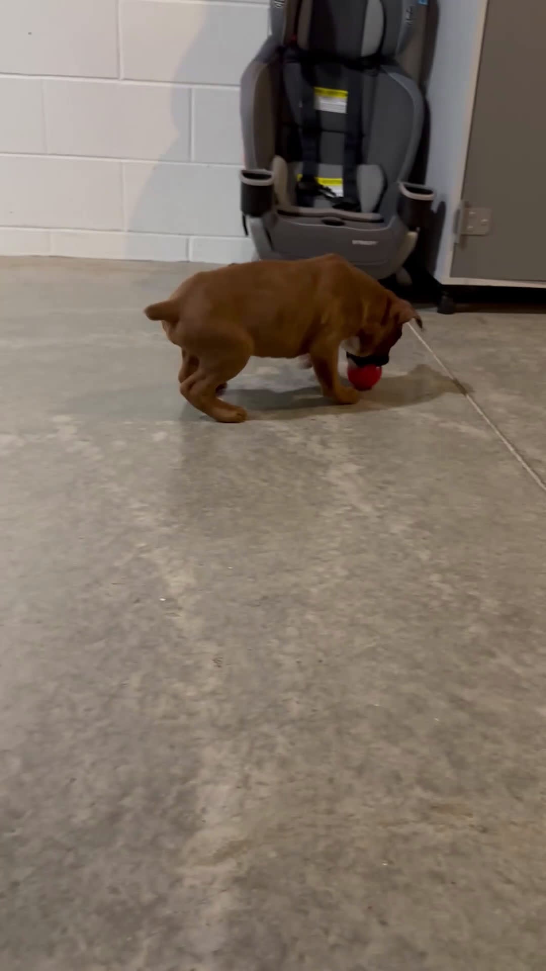 Boxer dogs for sale: Hank - Video 2