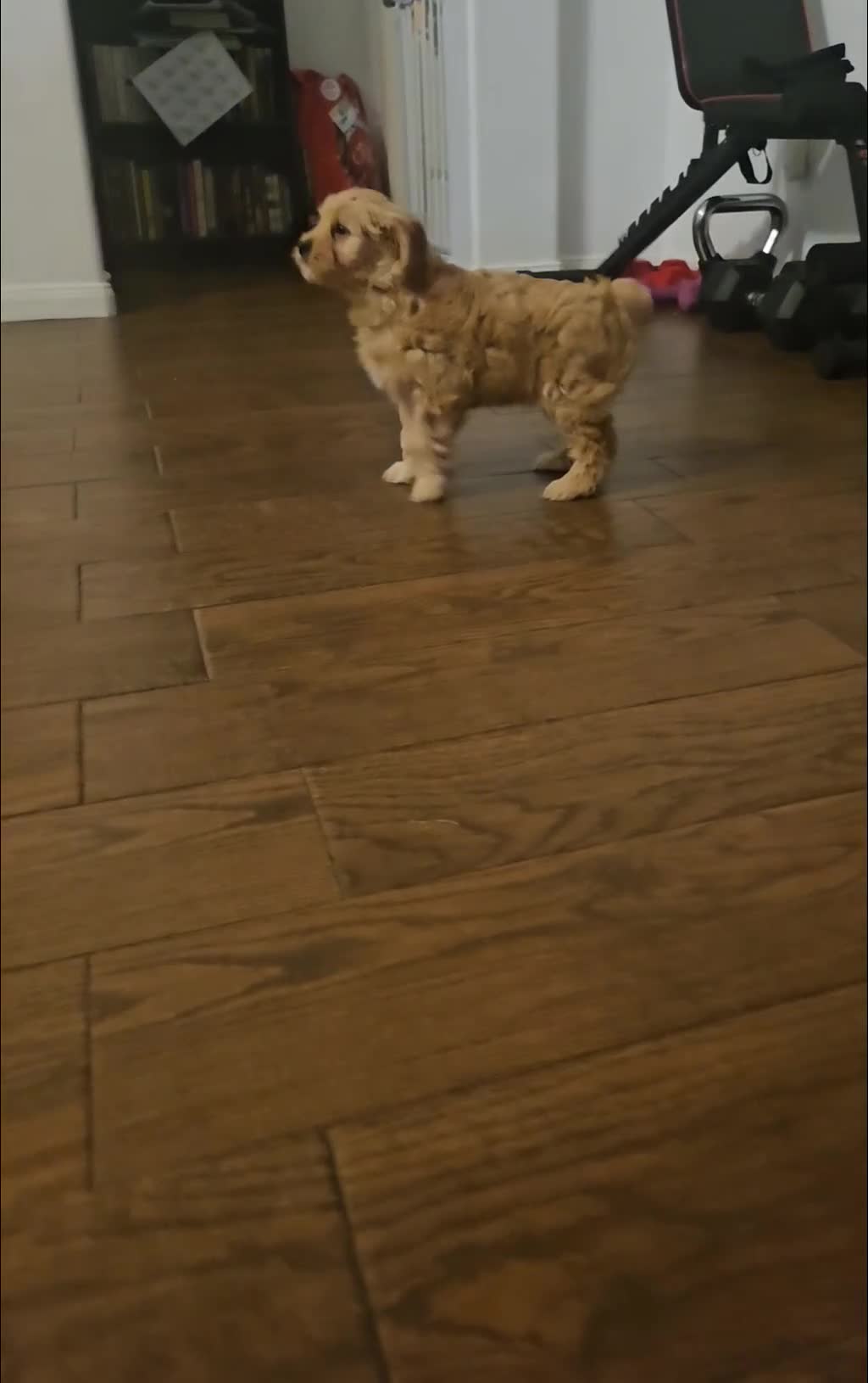 Cavapoo dogs for sale: Peanut🥜 - Video 1