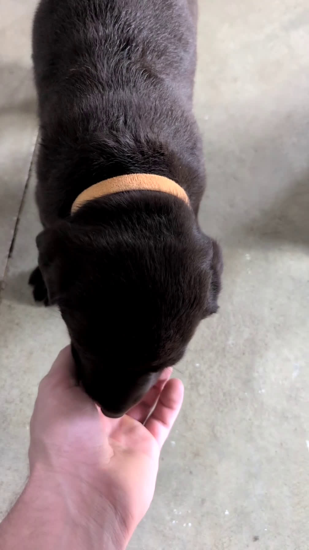 Labrador Retriever dogs for sale: Ivy - Video 1