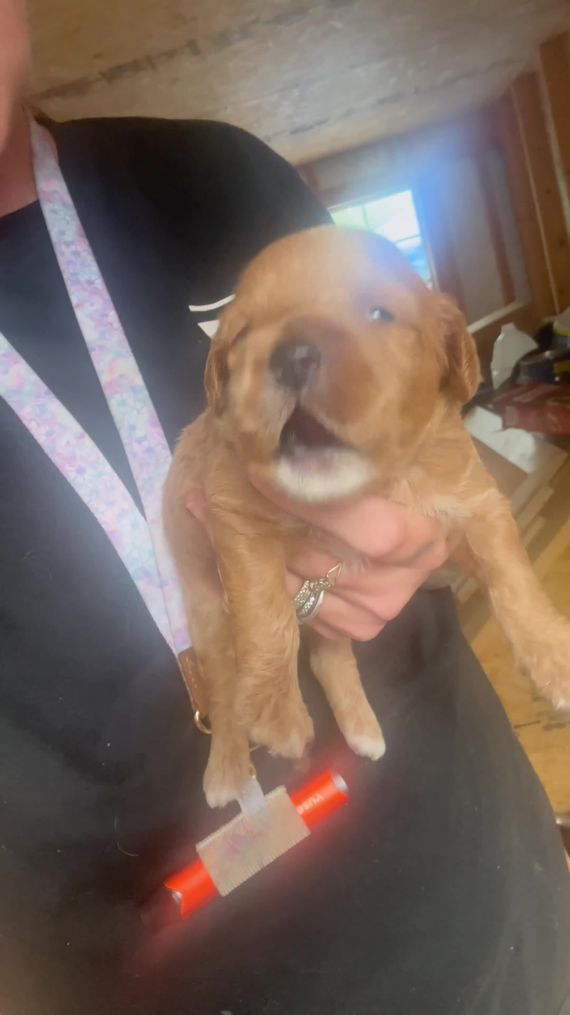 Cavapoo dogs for sale: Cavapoo 2 - Video 1
