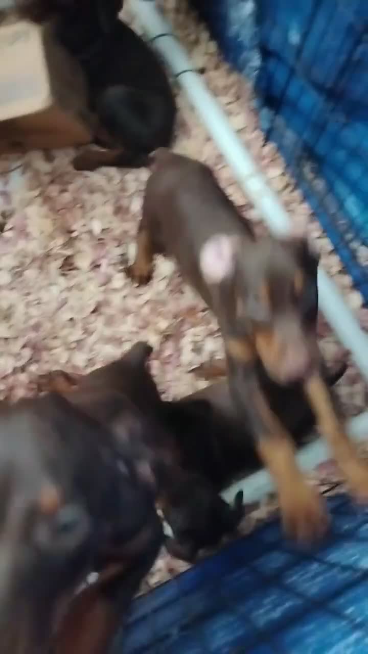 Doberman Pinscher dogs for sale: Doberman Pinscher 1 - Video 1