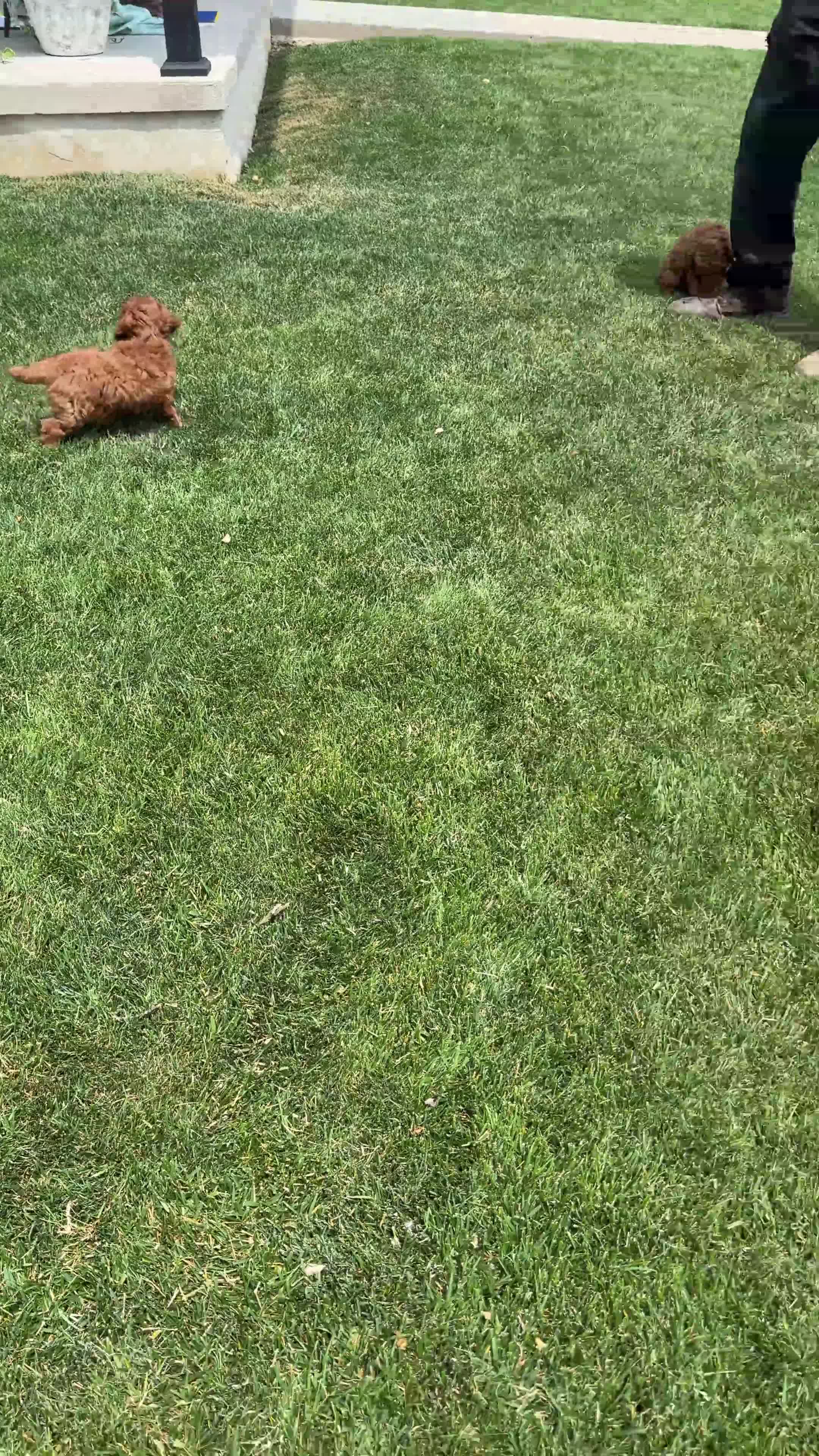 Miniature Poodle dogs for sale: Teddy - Video 1