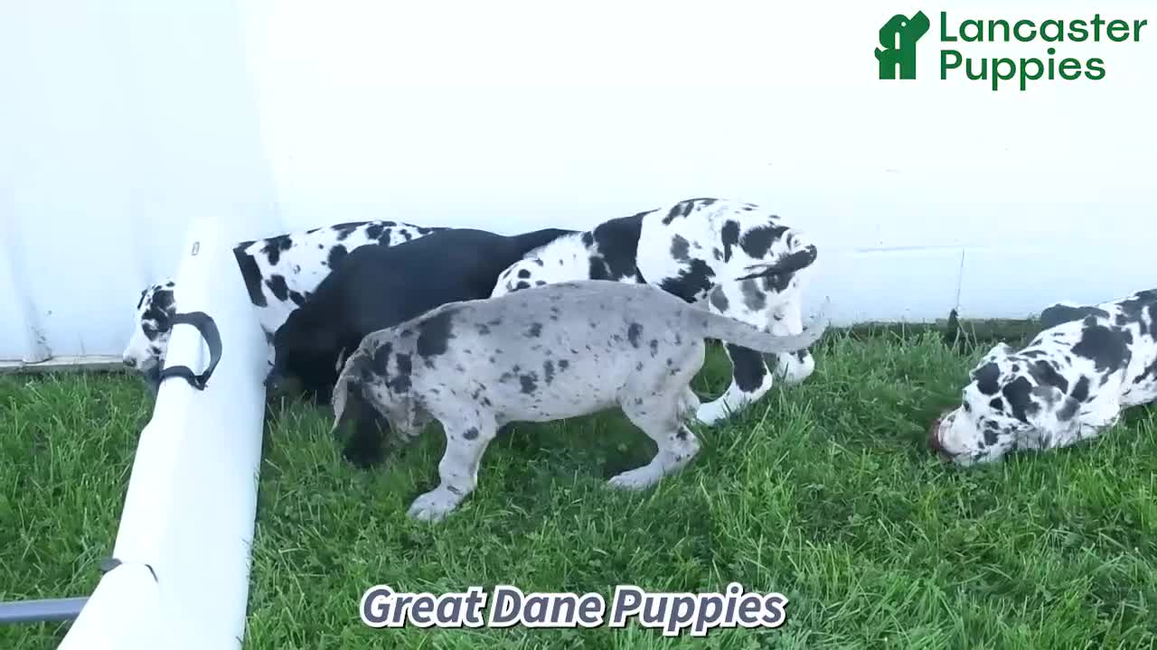 Great Dane dogs for sale: Indie - Video 1